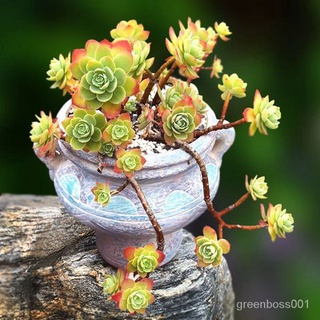 【Ready stock】Succulents บางแต่งหน้าหลายหัวกลุ่มหม้อที่ระเบิดได้ไม้กระถางเก่าไม้กระถางพืชสีเขียวเนื้อน่ารักป้องกันรังสี D