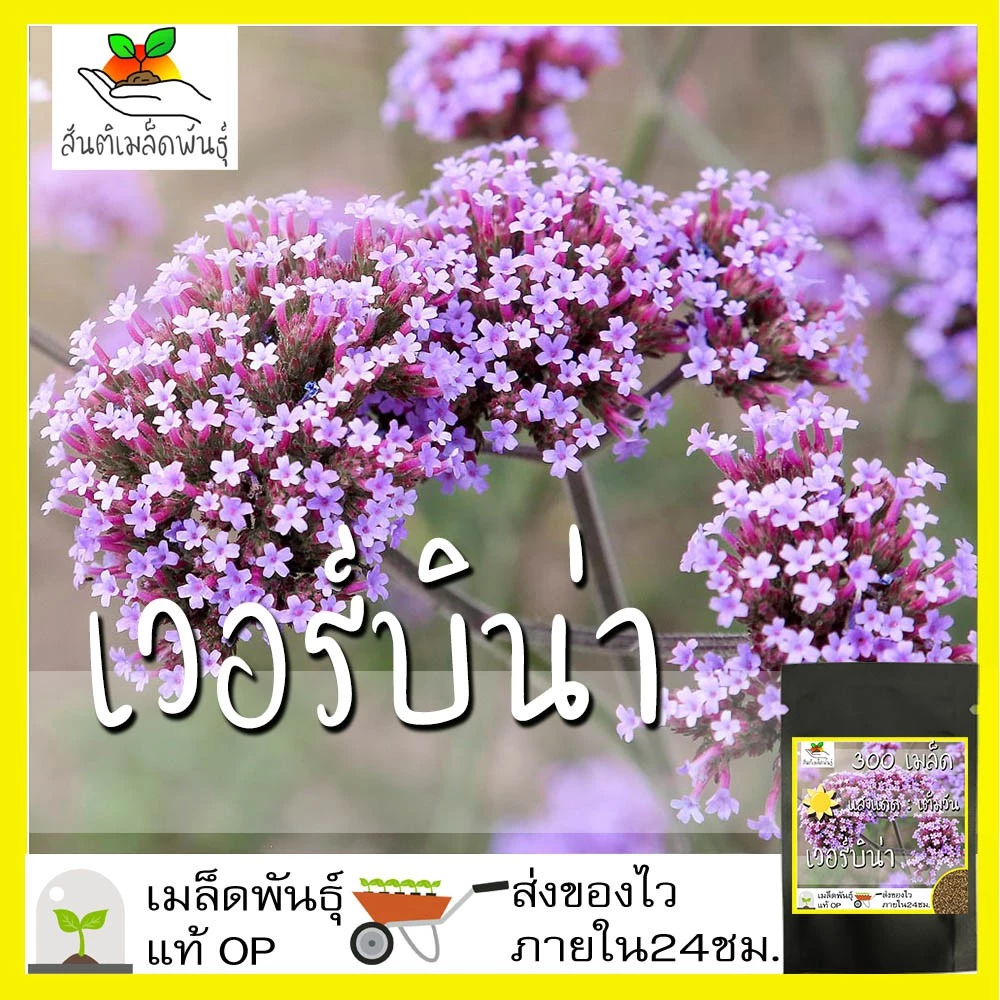 เมล็ดพันธุ์ เวอร์บิน่า 300 เมล็ด Verbena Tenuisecta seeds เมล็ดพันธุ์แท้ 100% นำเข้าจากต่างประเทศ ถูกดี โตไว ขายดี