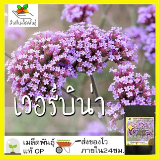 เมล็ดพันธุ์ เวอร์บิน่า 300 เมล็ด Verbena Tenuisecta seeds เมล็ดพันธุ์แท้ 100% นำเข้าจากต่างประเทศ ถูกดี โตไว ขายดี