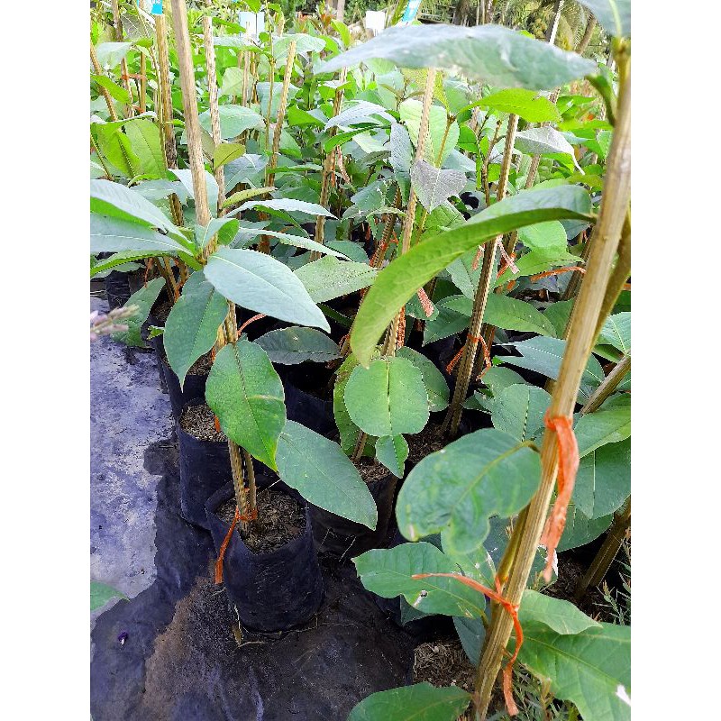 ต้นพวงครามม่วงออสเตรเลีย/ไม้เถาเลื้อยปลูกขึ้นซุ้มดอกสีม่วงสวย - รูปที่ 2