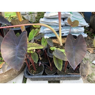 แล็คเมจิก Colocasia Black magic