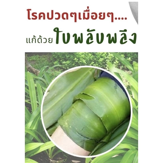 ใบพลับพลึงสด1.5กิโล ตัดสดส่งทุกวัน ใช้ประคบแก้ปวดฟกช้ำ รองช้ำ ชุดทับหม้อเกลือหลังคลอด