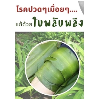 ใบพลับพลึงสด1.5กิโล ตัดสดส่งทุกวัน ใช้ประคบแก้ปวดฟกช้ำ รองช้ำ ชุดทับหม้อเกลือหลังคลอด