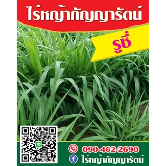 เมล็ดพันธ์ุหญ้ารูซี่ คัดพิเศษ รับประกันอัตราการงอก
