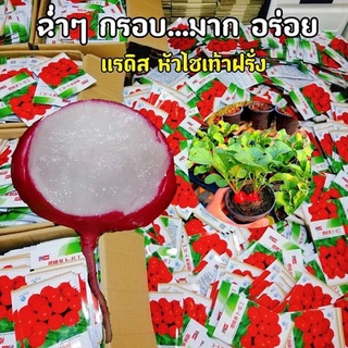 เมล็ดแรดิสแดงซองละ14บาทปลูกเพียง40วันเก็บทานได้รับประกันการงอกซื้อ10แถม1