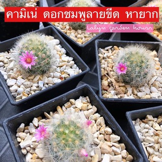 💓🌵คามิเน่แคคตัส ไซร์ออกดอก ดอกขีดหายาก ใครไม่มีต้องรีบจัดนะคะ 💓