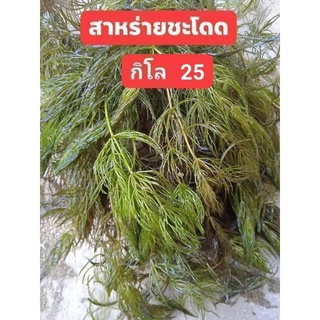 สาหร่ายพุงชะโด ราคาถูกมาก ขายปลีก-ส่ง