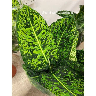 Dieffenbachia reflector ดิฟเฟ่นบาเชีย รีเฟคเตอร์