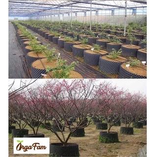 Airpot Grow Bag กระถางปลูกต้นไม้ กระถางต้นไม้ กระถางเพิ่มราก โตไว รากแข็งแรง เคล็ดลับนักปลูก (1 ชิ้น)