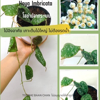 Hoya Imbricata โฮย่าปลากระเบน ไม้อิงอาศัย ดูแลง่าย