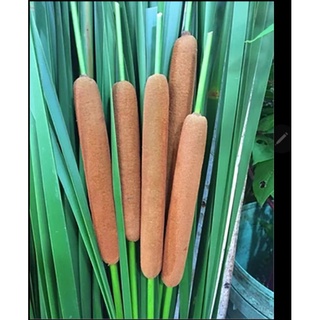 ดอกก้านธููปธรรมชาติสีธรรมชาติขนาด60cm.