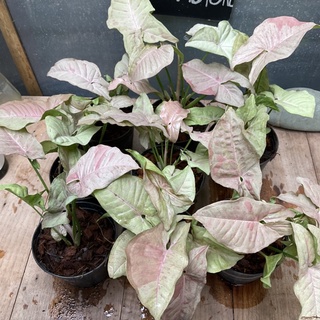 พิ้งค์สปอต pink spot syngonium pink spot ซิงโกเนียมพิ้งค์สปอต