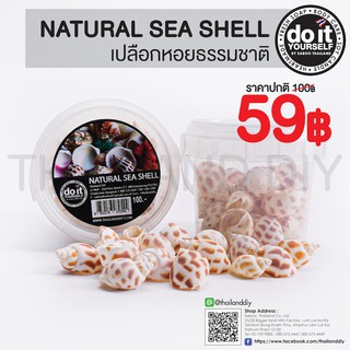 🐚✨NATURAL SEA SHELL -  เปลือกหอยธรรมชาติ 09 ✨🐚