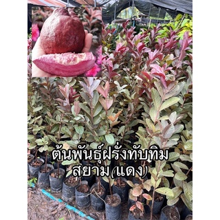 ต้นพันธุ์ฝรั่งทับทิมสยามหรือฝรั่งแดง สูง40-60ซม.ปลูก8เดือนให้ผล