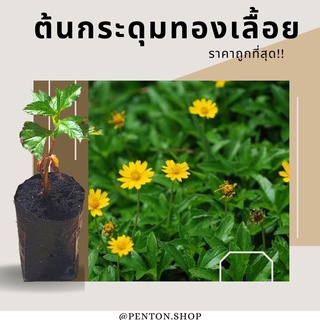 ต้นกระดุมทองเลื้อย🔺ขั้นต่ำโปรดสั่งถุงดำ6ต้นขึ้นไป