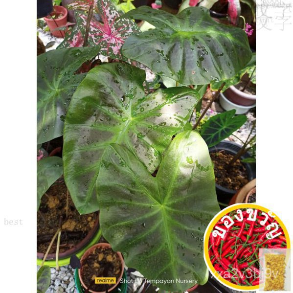 [Ready stock] Aloha Colocasia plant苹果/芹菜/玫瑰/文胸/向日葵/花园/鲜花/内裤/种子/帽子/ MHFF
