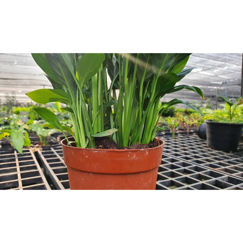 มุมมอง 5