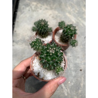 แมมหนามตะขอ Mammillaria Beneckei variegata กระถาง 2 นิ้ว สุ่มต้นจัดส่ง