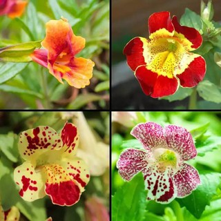 เมล็ดพันธุ์ มิมิวลัส / ไทเกอร์ มังกี้ mimulus tigrinus tiger monkey 400 เมล็ด เมล็ดพันธุ์นำเข้าจาก อังกฤษ