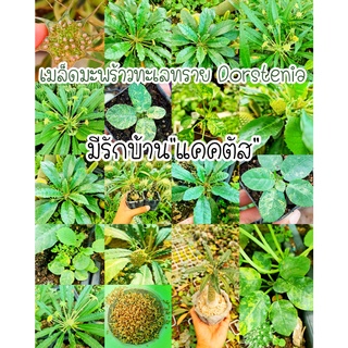 เมล็ดมะพร้าวทะเลทราย Dorstenia🌴 สำหรับนำไปเพาะ เพาะง่ายมากๆ พร้อมส่ง🌿