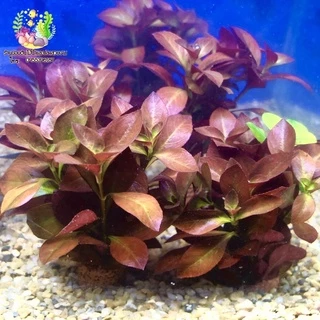 ใต้ใบแดง(จิ๋ว)🌱Ludwigia repens🌱