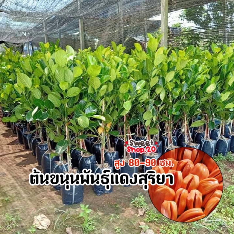 ต้นขนุนแดงสุริยา ทาบกิ่ง ต้นเตี้ย หวานกรอบอร่อย ต้นพันธุ์แข็งแรง