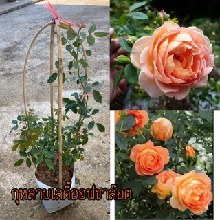 กุหลาบเลดี้ ออฟชาลอต สีส้ม Lady of shalott