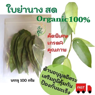 ใบย่านาง สด Organic100% 100กรัม 200ใบ+ คัดพิเศษ เกรดA คุณภาพ สะอาด ธรรมชาติ ไร้สารเคมี สมุนไพร ออแกนิค น้ำคลอโรฟิล