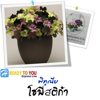 พิทูเนีย (Petunia) โซฟิสติก้า  10 เมล็ด (จาก PanAmerican Seed Co.)