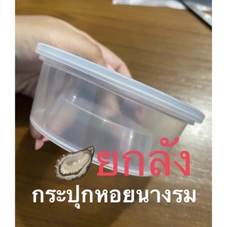 กระปุกหอยนางรม 500ชุด (ยกลัง) ทักแชท