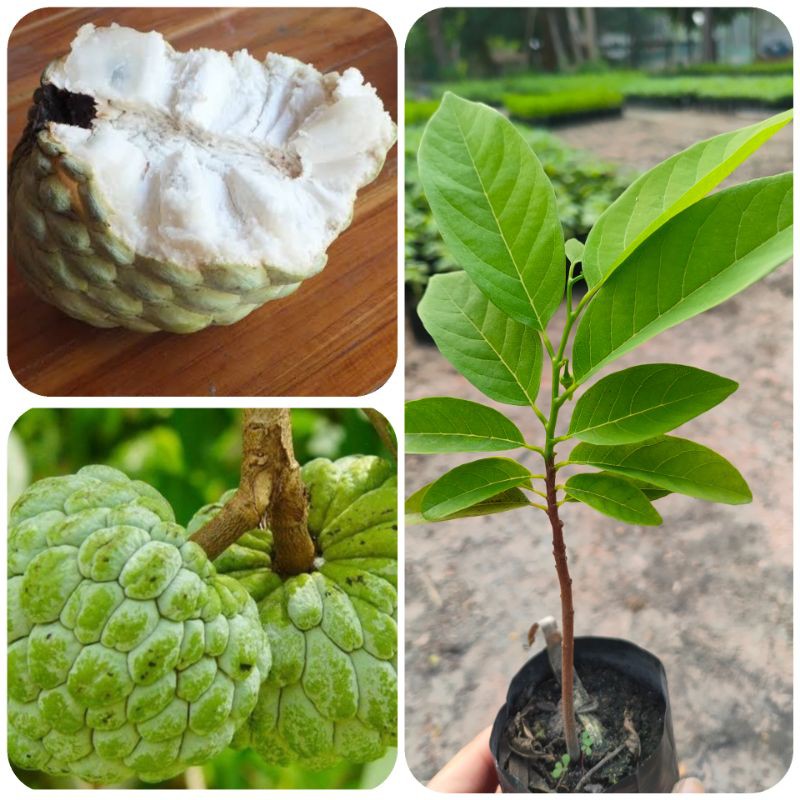ต้นน้อยหน่าฝ้ายเขียวเกษตร 2 (ชุดละ 2 ต้น ) สั่ง 2 ชุดขึ้นไป
