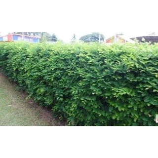 ของแทร่ๆ เม็ดมะขามเปรี้ยว =1 กิโล《ซื้อ 4 กิโล*แถม 1กิโล》*ร้านนี้ส่งจจริง* ปลูกทำรั้ว ( ประมาณ 800- 1,000 เมล็ด )