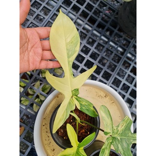 ก้ามกุ้งด่าง🌱Philodendron Florida Beauty🌱 ฟิโลเดนดรอน กุ้งด่าง