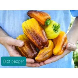 เมล็ดพันธุ์พริกหวาน บลอทเปปเปอร์ Blot Pepper  เมล็ดพันธุ์แท้ ราคาถูก นำเข้าจากต่างประเทศ