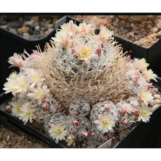 Mammillaria duwei ฟอร์มกอ