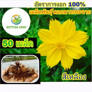 50 เมล็ดพันธุ์ ดอกดาวกระจาย สีเหลือง ดาวกระจายสีเหลือง