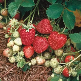 เมล็ดพันธุ์ Strawberry สายพันธุ์ Ozark Beauty 50 เมล็ด เมล็ดพันธุ์นำเข้าจาก ยุโรป