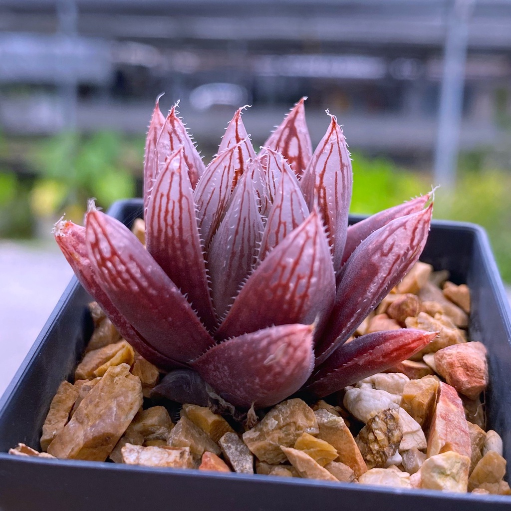 H.leigtonii IB 13750 ‘luminis’ A030(ลัมมินิส)