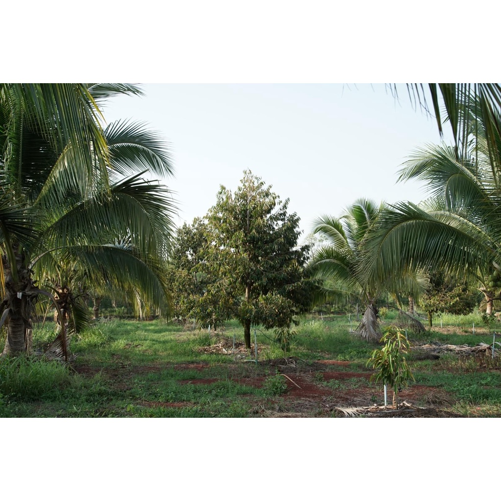 มุมมอง 6