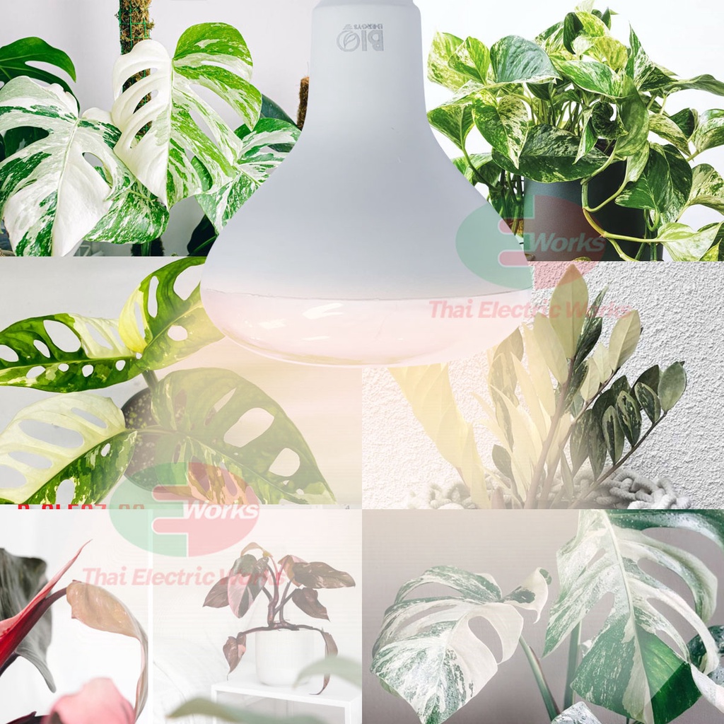 หลอดไฟ LED Bio Energys หลอดไฟปลูกต้นไม้ พืชใบด่าง LED 20W ชดเชยแสง ...