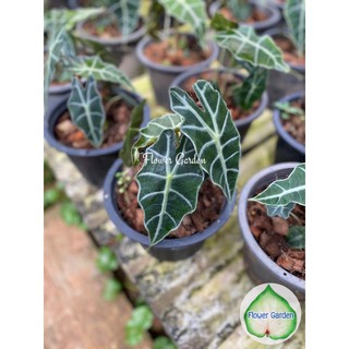 Flower Garden F295 ต้นแก้วสารพัดนึก Alocasia Black สมหวังดั่งใจ กระถาง 8 นิ้ว ไม้มงคล