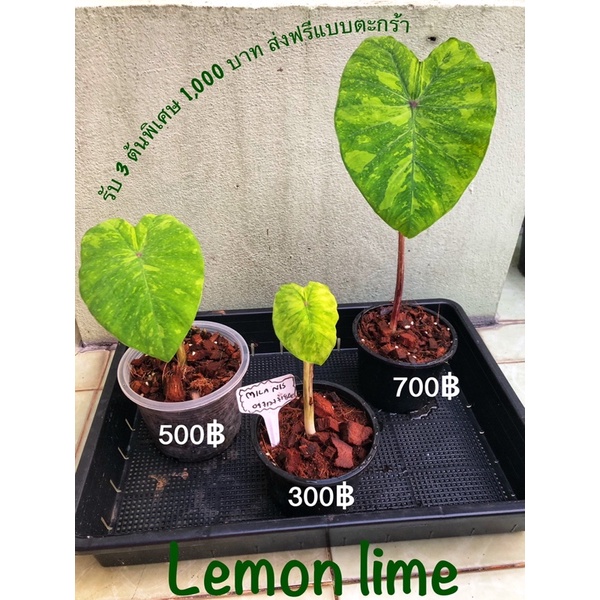 เลมอนไลม์ colocasia lemon lime