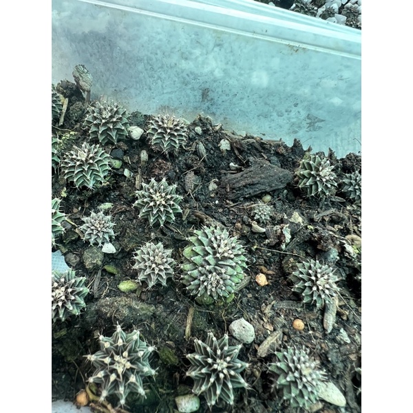 lb2178 คริสตาต้าไม่เมล็ด