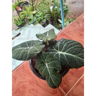 อโลคาเซีย แบล็คเวลเวท alocasia black velvet ใบเป็นขนกำมะหยี่ขนาดกระถาง8นิ้ว 🌿