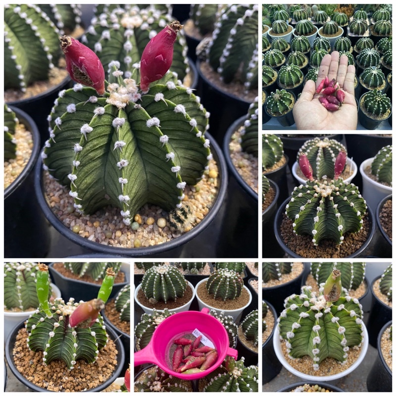 เมล็ดยิมโนLB2178แท้🌵