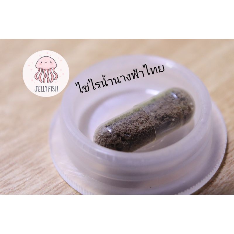 ไข่ไรน้ำนางฟ้าไทย (Fairy Shrimp Eggs Thailandensis) พร้อมส่ง