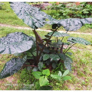 บอนสบู่เลือด Alocasia Plumnigra พญาลิงดำ