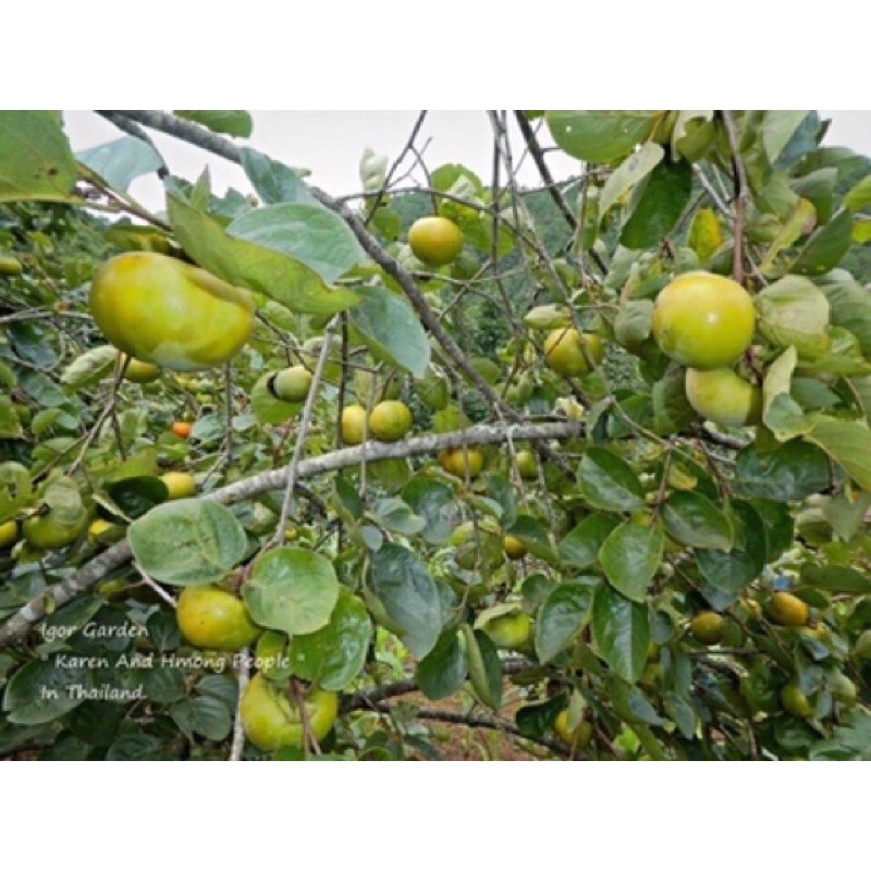 พลับหวาน พันธุ์ ฟูยู่ 🍊✨(กล้าเสียบยอด) กล้าละ 250฿🌿 - รูปที่ 4