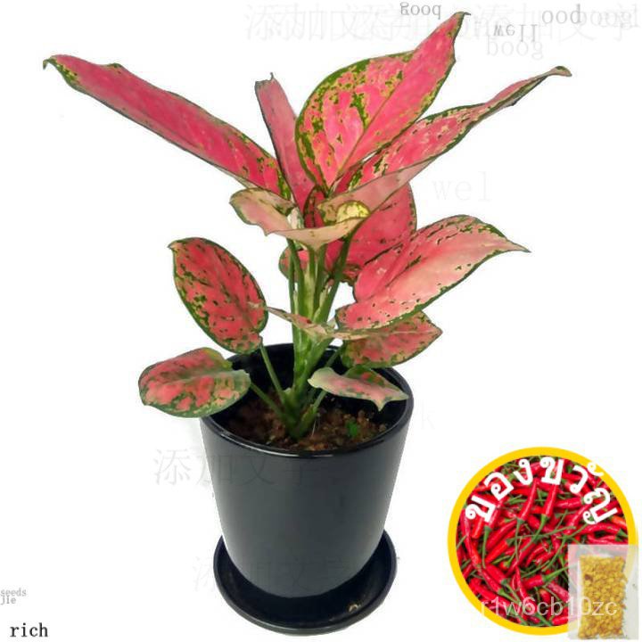 D'Spring Flowers – Aglaonema Red (Wholesale Flower)50 seeds (not live plants)RoseColorCosmosWhiteMarigoldMixLycopersicon