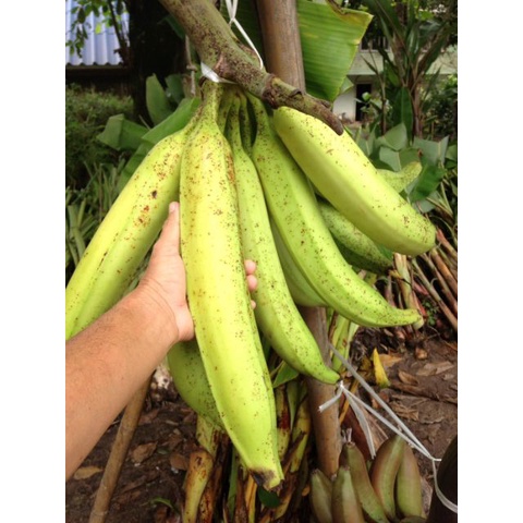 ต้นกล้วยงาช้าง พร้อมส่งทุกต้นสวยๆครับ - รูปที่ 5
